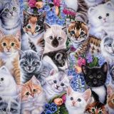Kittens-23