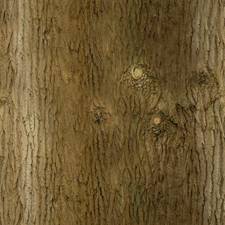 Knotty Bark 23