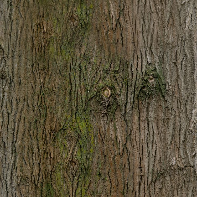 Knotty Moss Bark