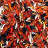 Koi-Feeding-Time