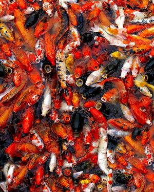 Koi Feeding Time