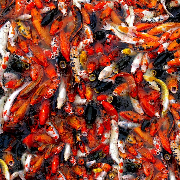 Koi Feeding Time