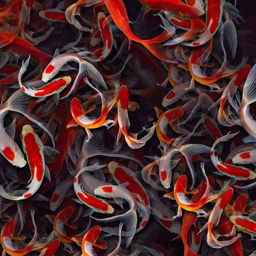 Koi Fish 27
