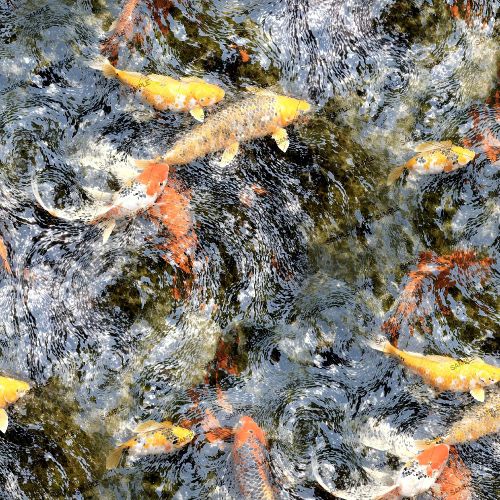 Koi Pond 45