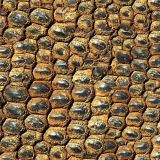 Komodo-Dragon-Scales-24-thumb