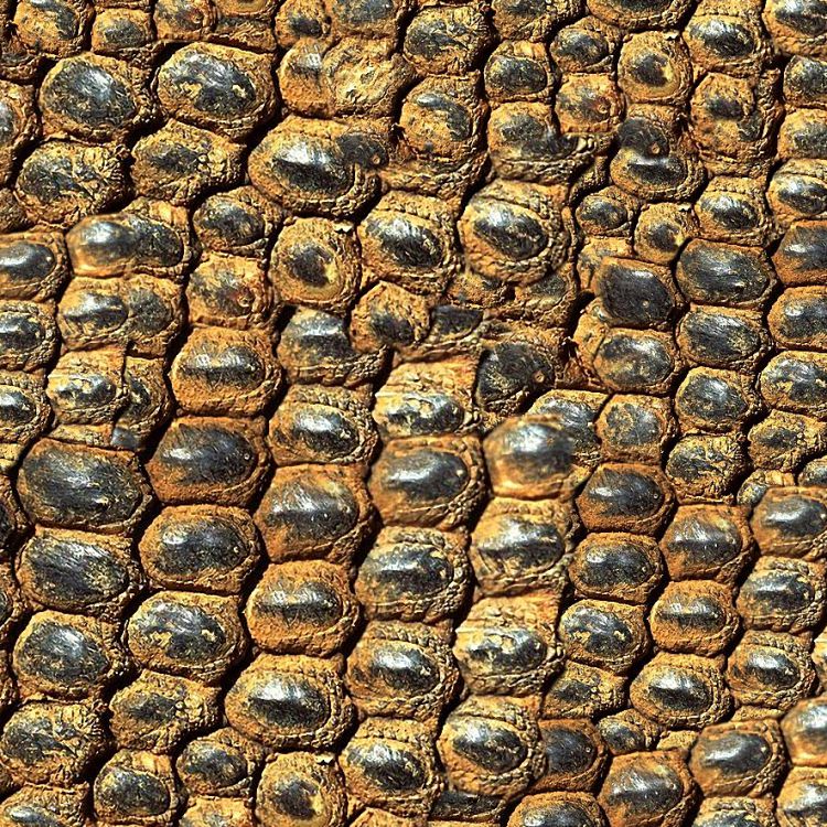 Komodo Dragon Scales 24