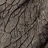 Komodo-Dragon-Skin