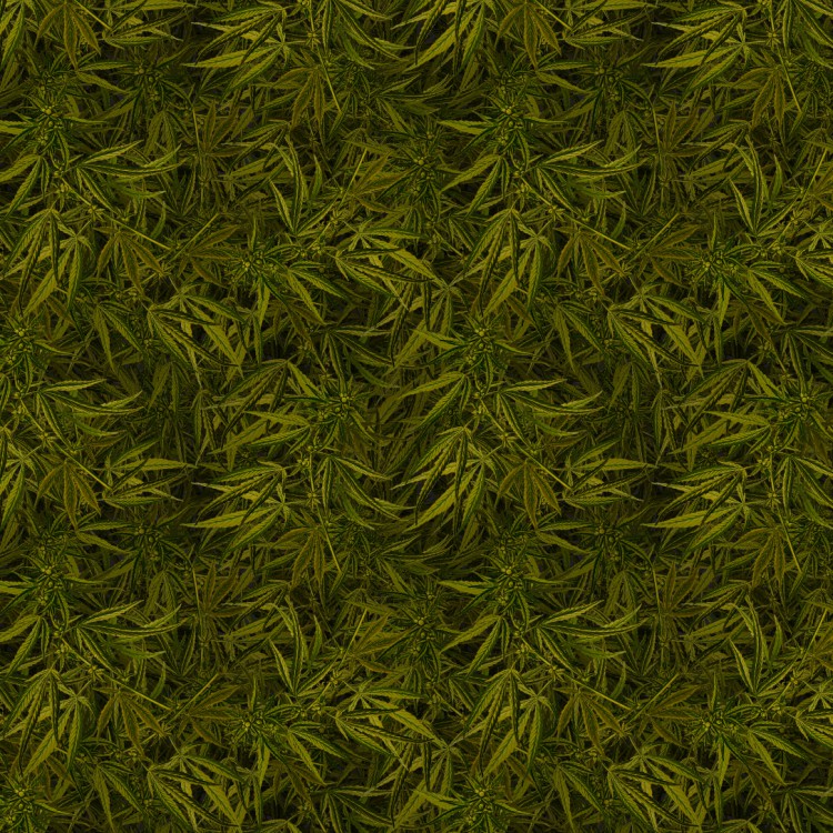 Kush Jungle 22