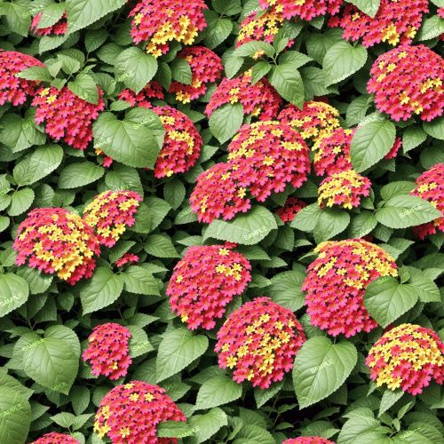 Lantana Flowers