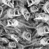 Large-Mouth-Bass-Skeletons-thumb