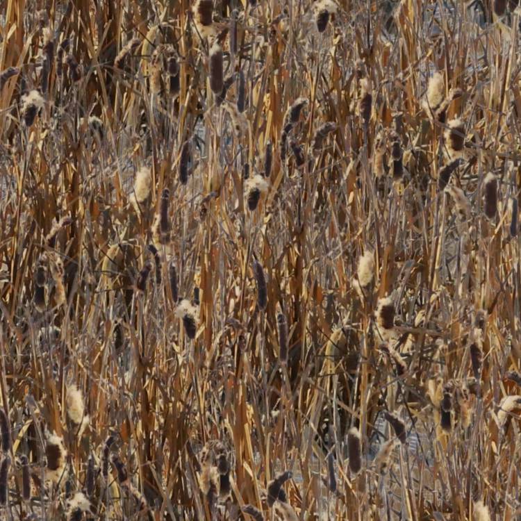 Late Season Cattails