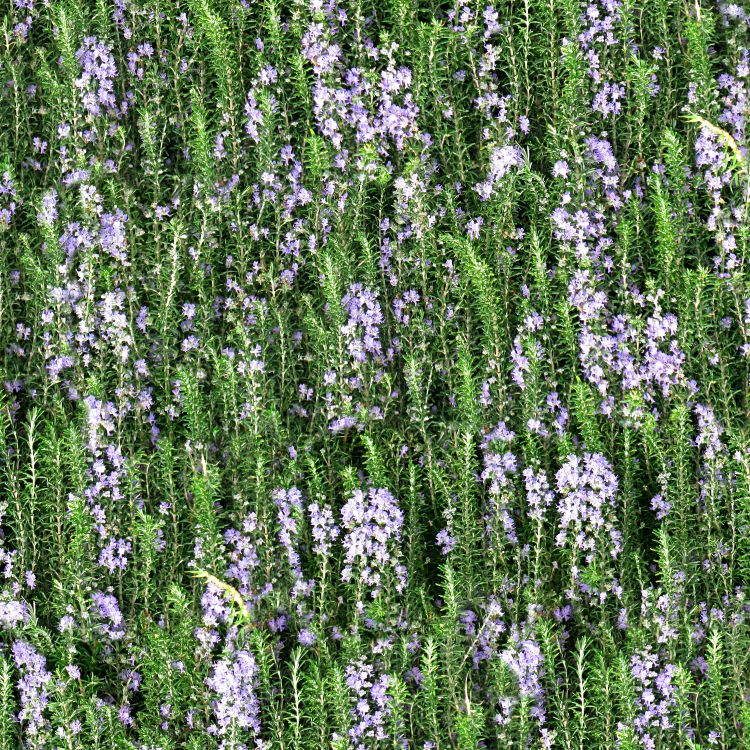 Lavender Meadow
