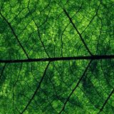 Leaf-Veins-23