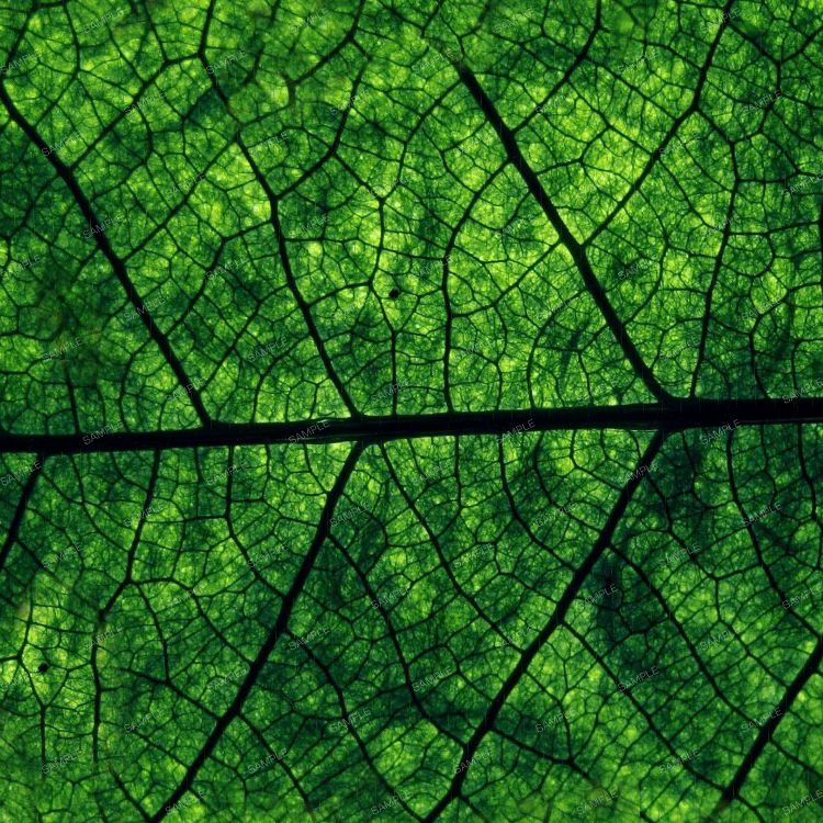 Leaf Veins 23