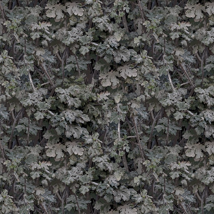 Leaves 23