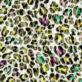 Leopard-Rainbow-232