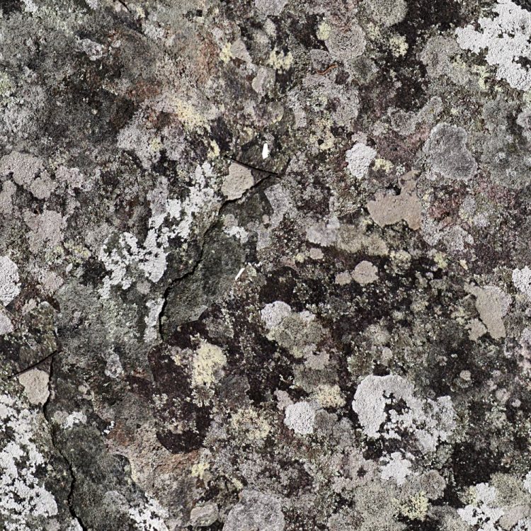 Lichen 24 Camouflage