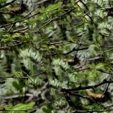 Light-Woods-Camo.jpg