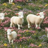 Little-Lambs-Eat-Ivy-43