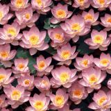 Lotus-Flowes-44