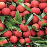 Lychee-Fruit-Tree-42
