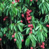 Lychee-Fruit-Tree-43