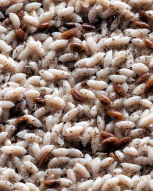 Maggots