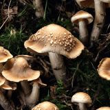 Magic-Mushrooms-44