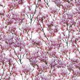 Magnolia-Blossoms-thumb