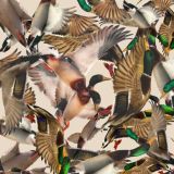 Mallard-Ducks-Tan-Sky