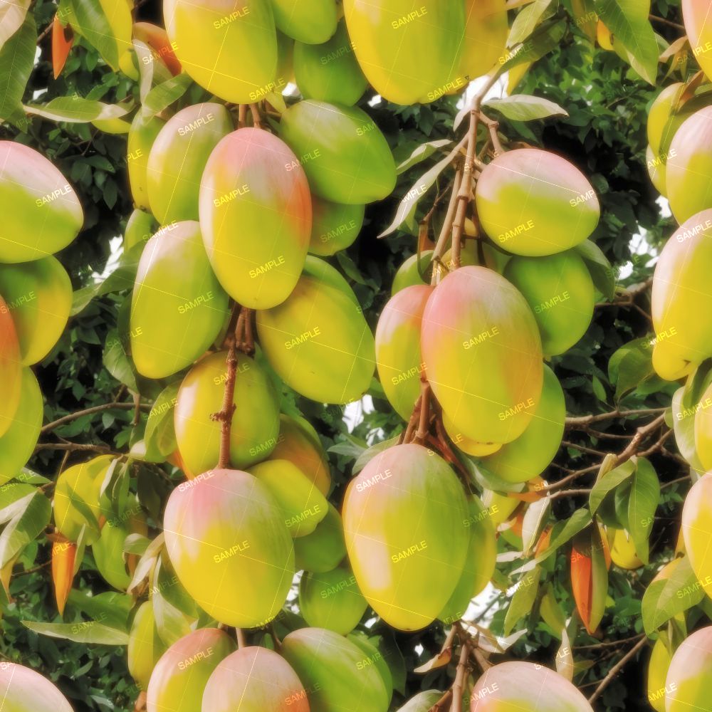 Mango Tree
