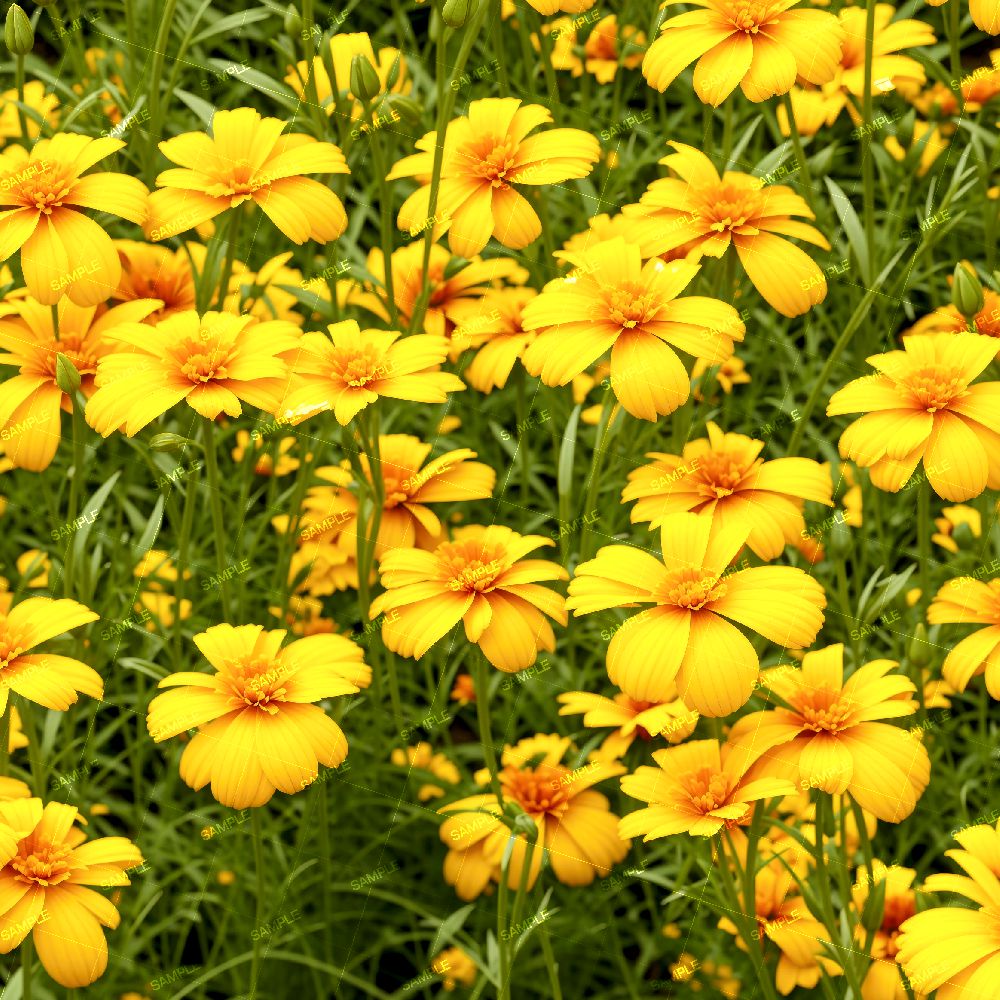 Marigolds
