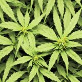 Marijuana-Ganja-Kush-43
