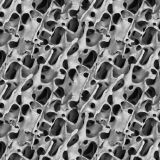 Marrow-Under-the-Microscope-22.jpg