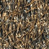 Marsh-Reeds-42