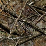 Matthews-Lost-AT-Camo
