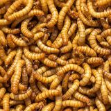 Meal-Worms