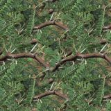 Mesquite-Branches-22.jpg