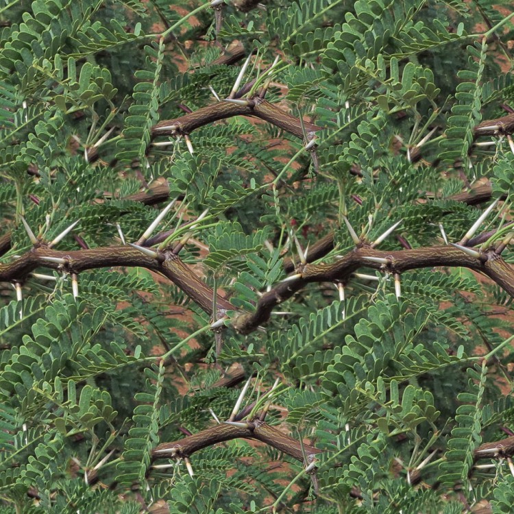 Mesquite Branches 22