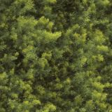 Mesquite-Trees