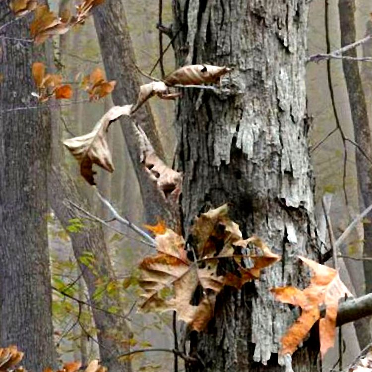 Mimichrist Oak Camouflage