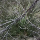 MimiChrist-Yucca-Camo1.jpg