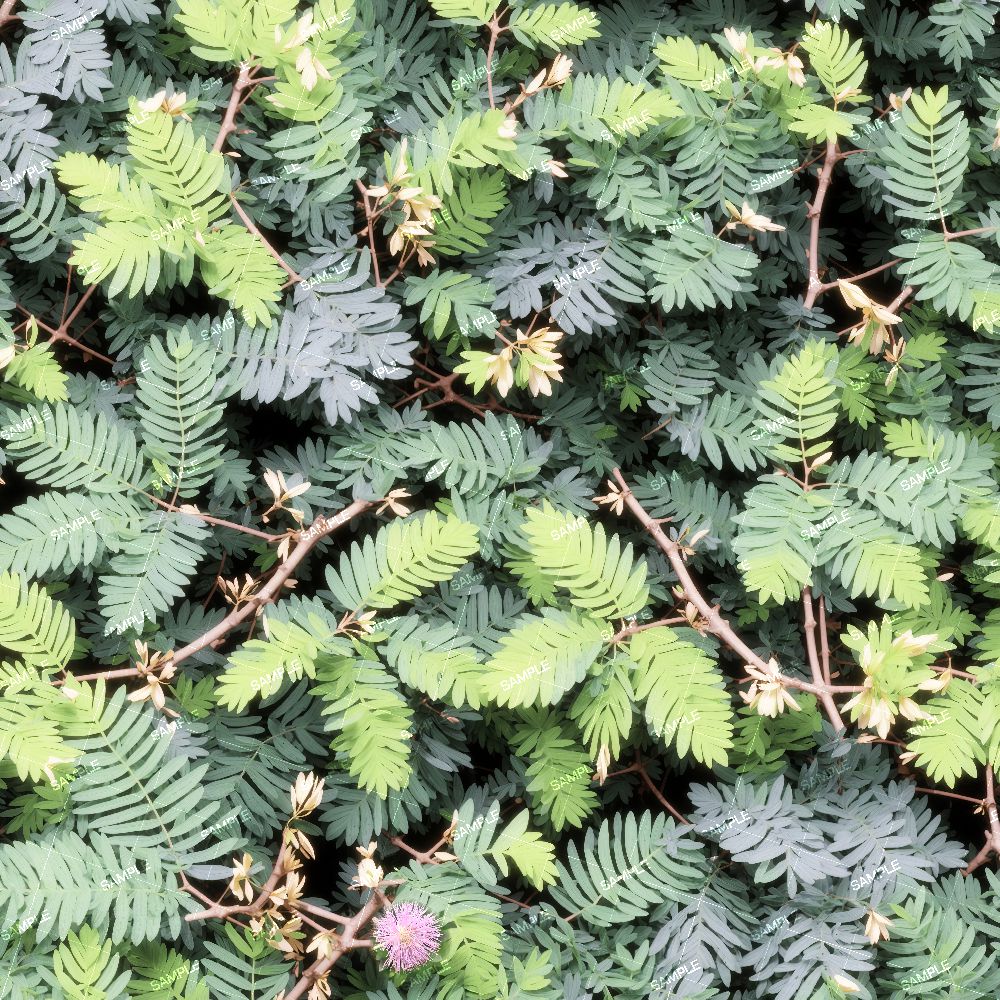 Mimosa Pudica