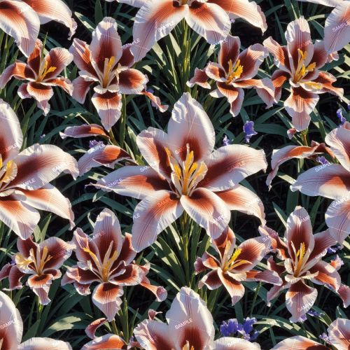 Mixed Iris Flowers 42