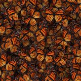 Monarch-Butterflies-22