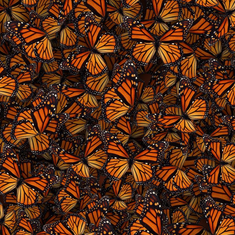 Monarch Butterflies 22