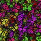 Monarch-Butterflies-23