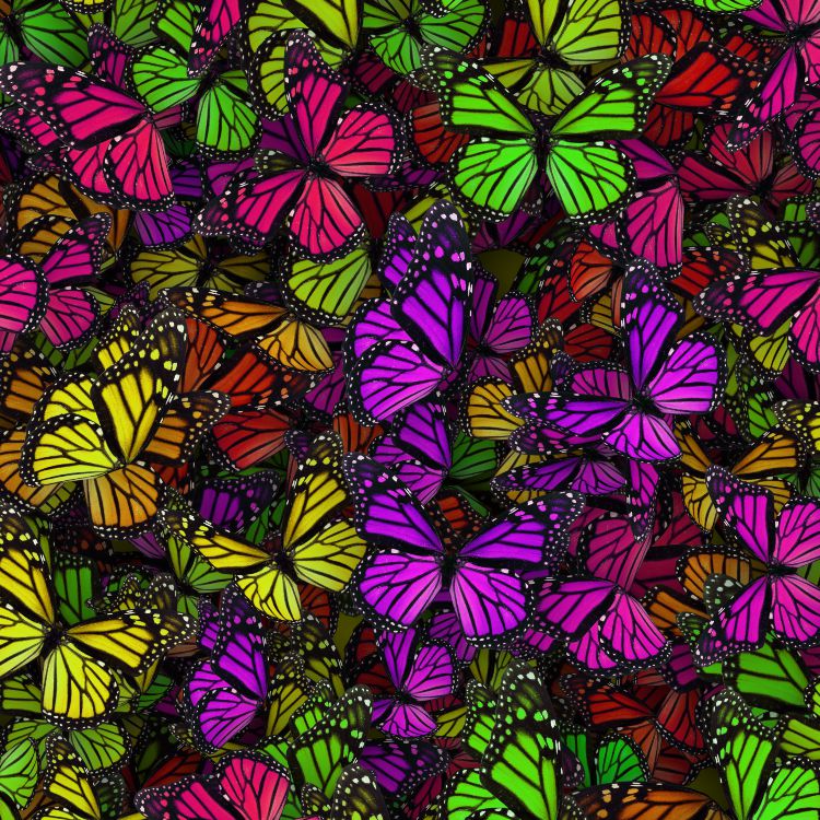 Monarch Butterflies 23
