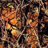 MoonFire-Camo.jpg