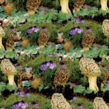 Morel-Mushrooms-24.jpg